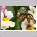 Anthidium manicatum - Grosse Wollbiene w16b 10mm.jpg